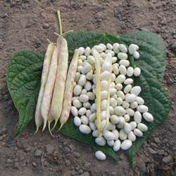 Dry Shelling Bean 'Pactol'